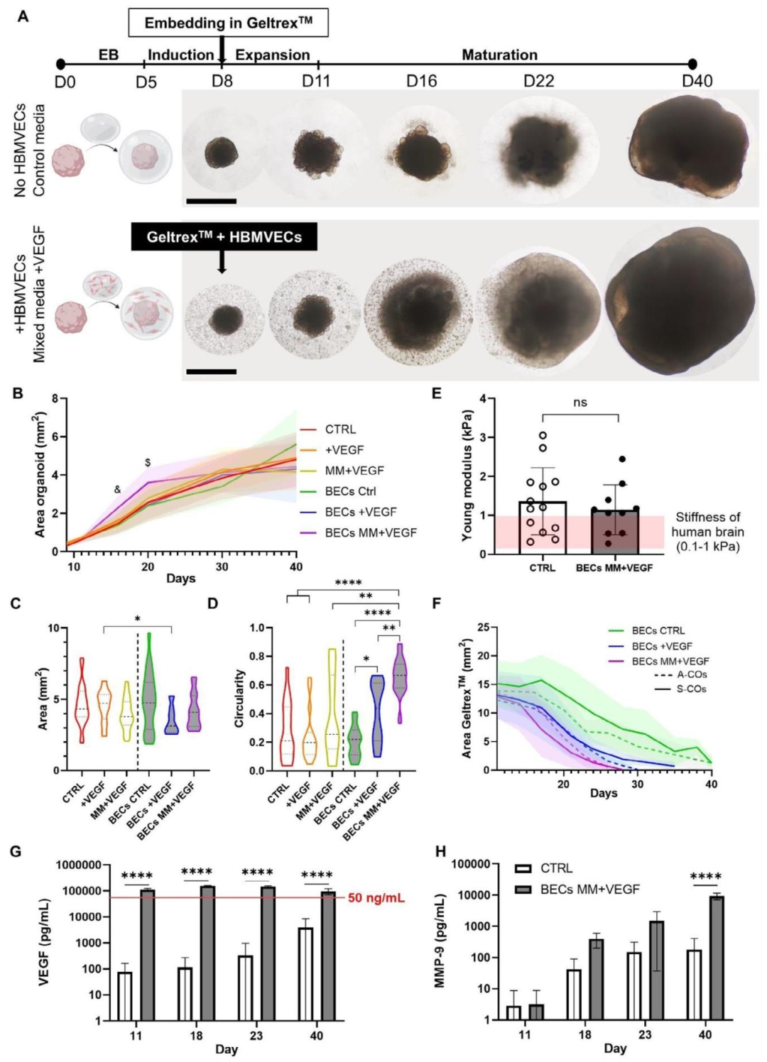 图 3：血管化对脑类器官生长与分子分泌的影响