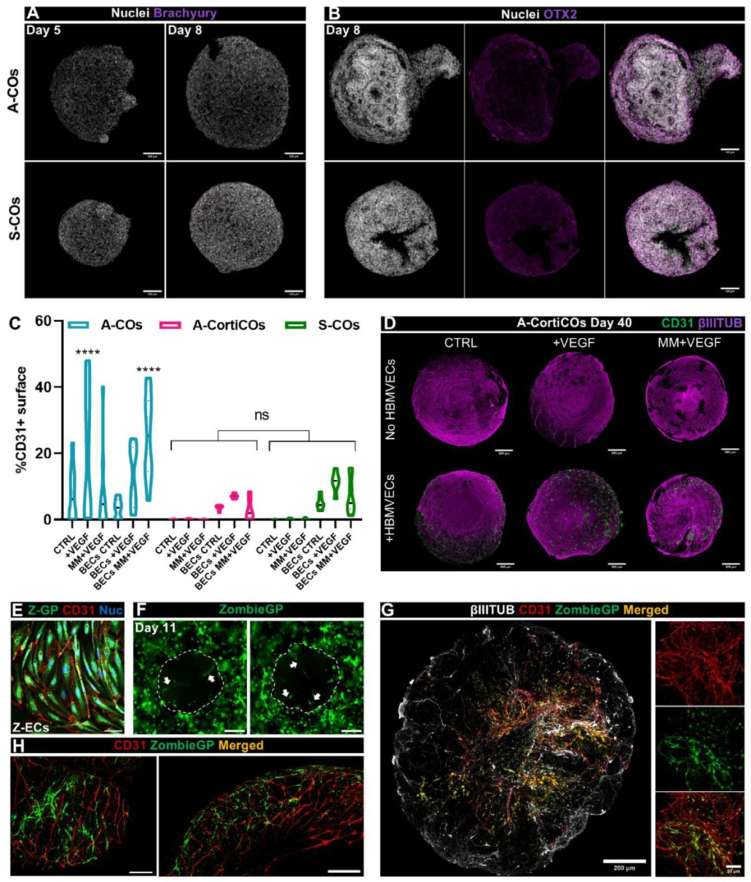 图 5：内皮细胞的来源验证
