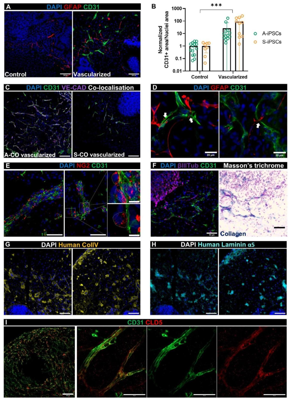 图 6：血管化类器官的血脑屏障特征