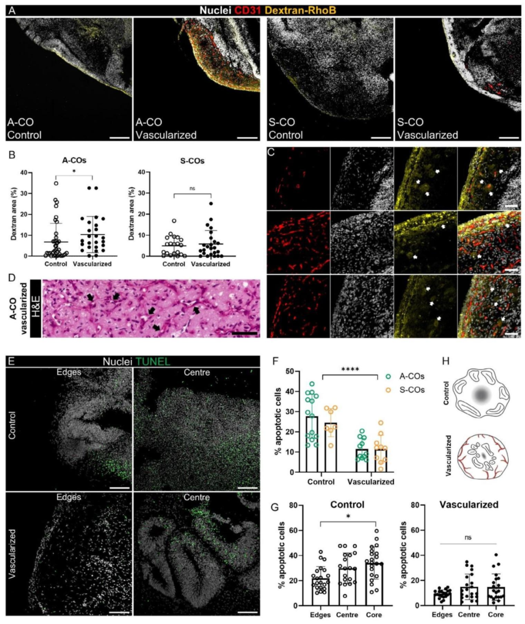 图 7：血管化类器官的功能改善