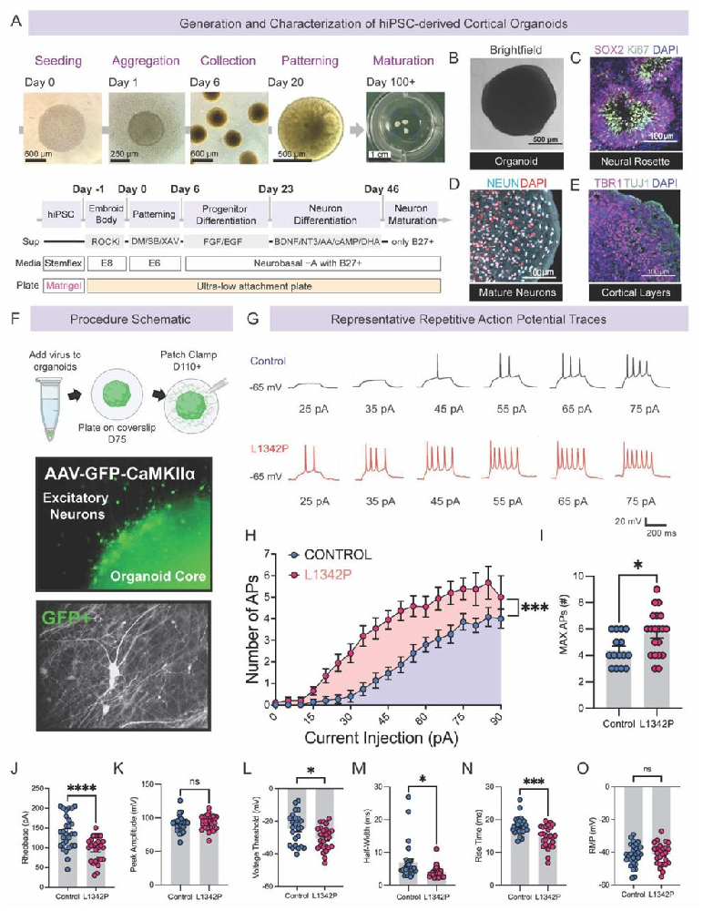 图 1：L1342P 突变增强类器官神经元的重复放电能力
