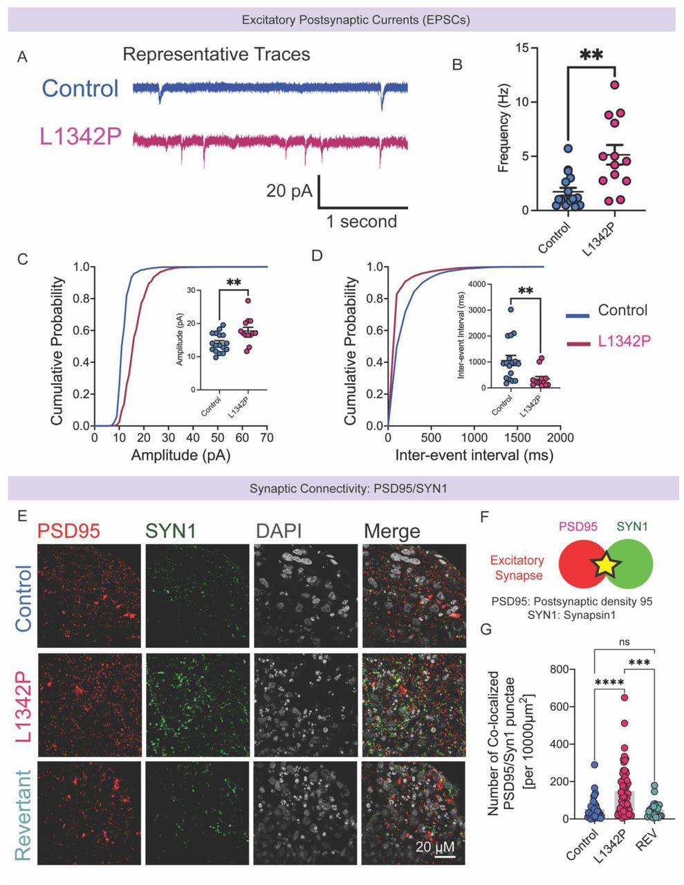 图 2：L1342P 突变增强兴奋性突触传递与突触形成