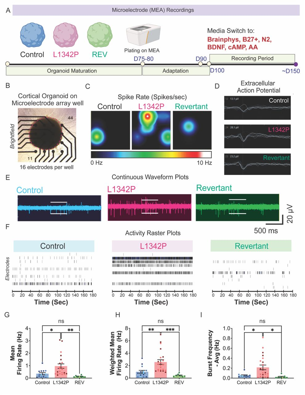 图 3：MEA 揭示 L1342P 类器官的网络超兴奋