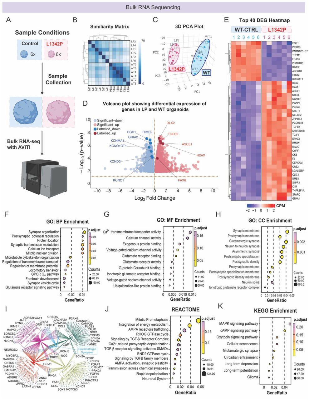 图 4：L1342P 类器官的转录组紊乱