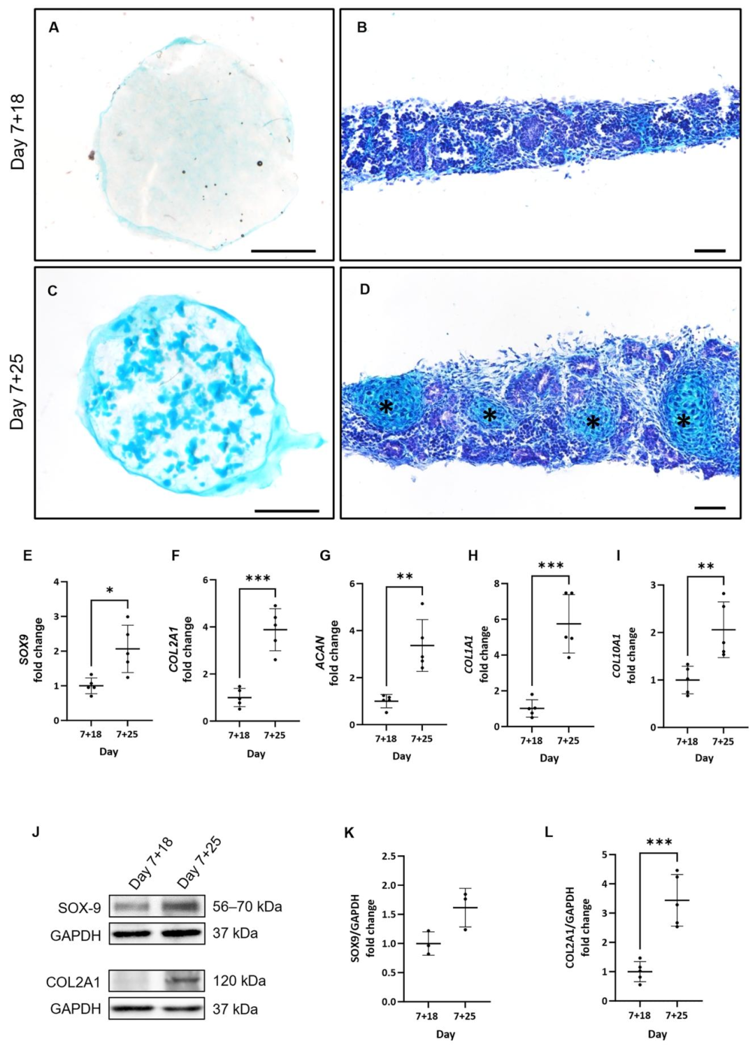 图 2:异位细胞鉴定为软骨