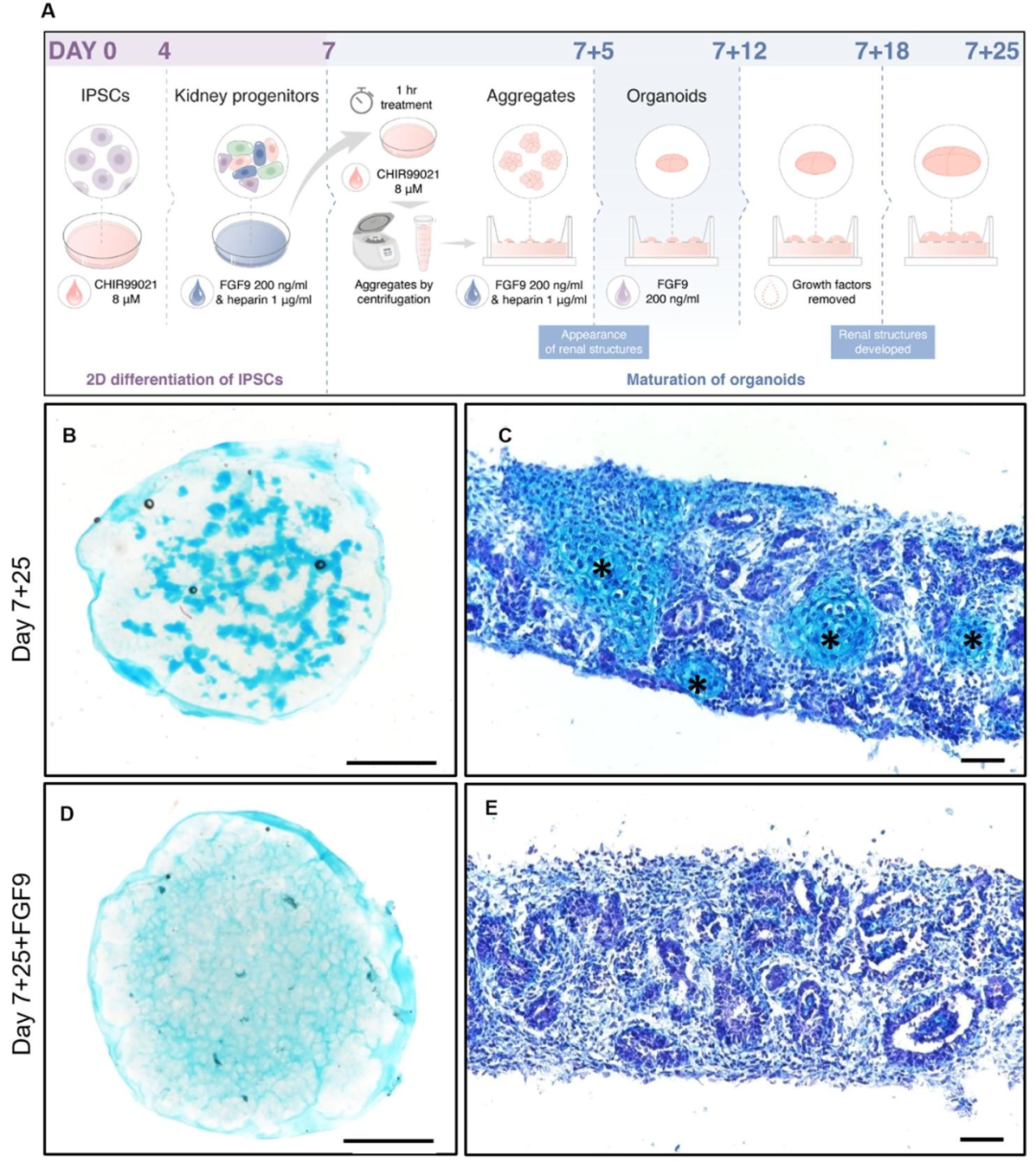 图 3:FGF9 处理减少 7+25 天软骨形成