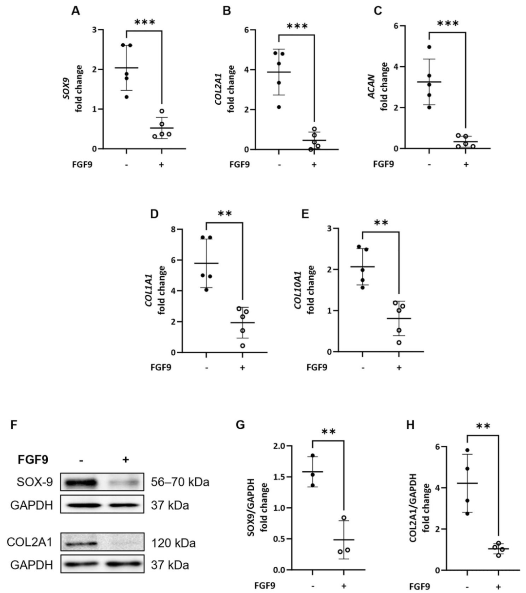 图 4:FGF9 降低软骨标志物表达