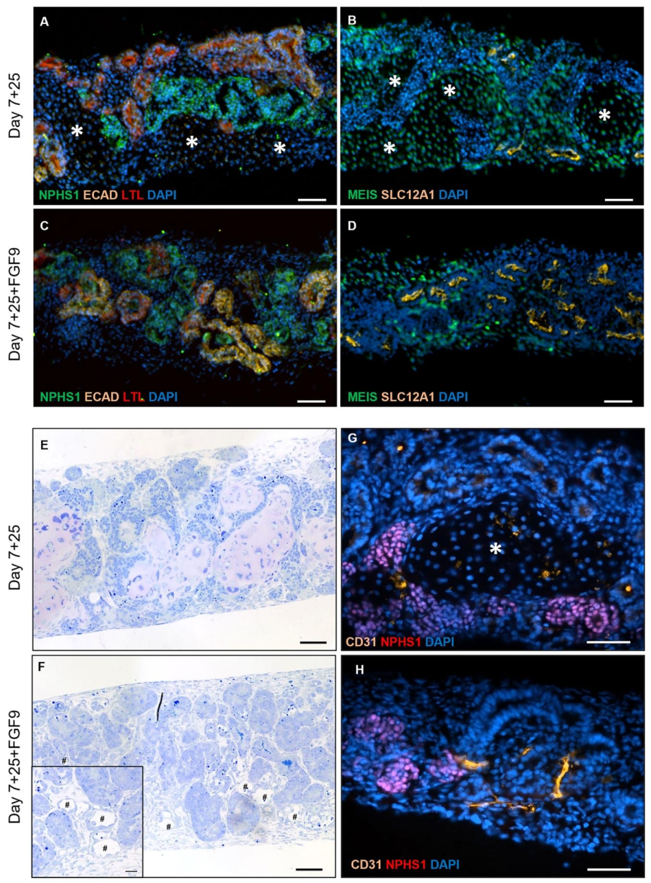 图 5:FGF9 不影响肾结构且促进血管形成