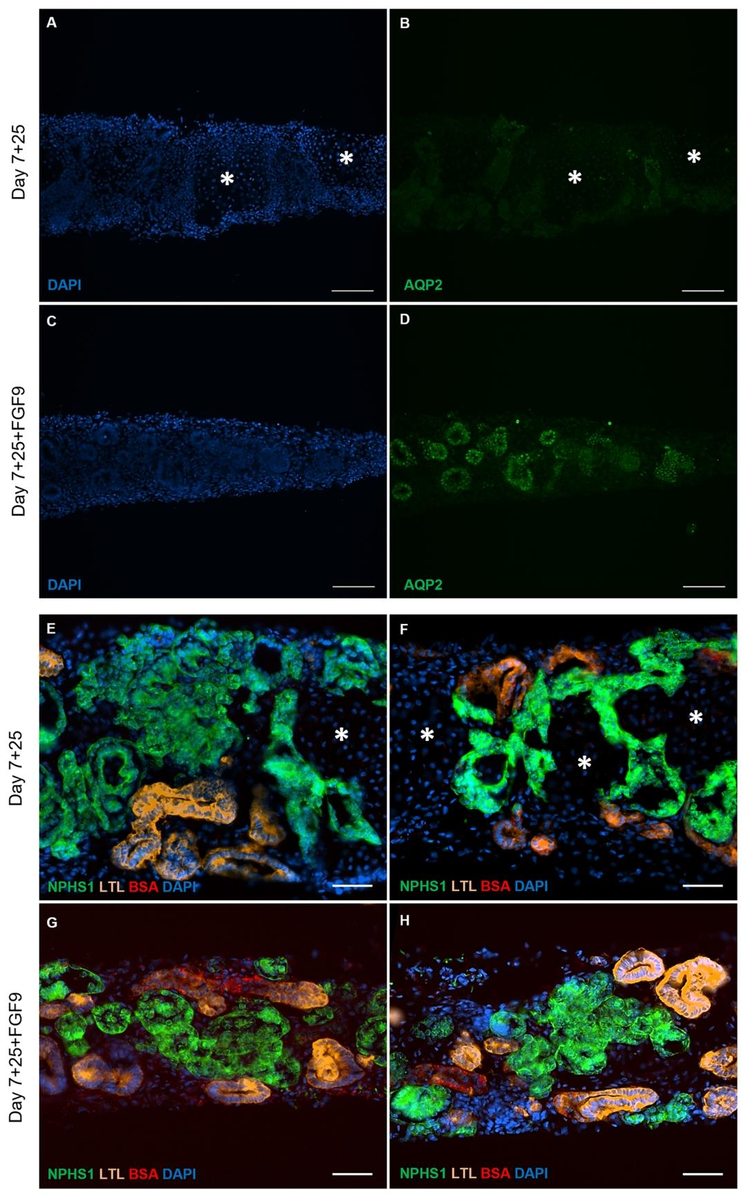 图 6:FGF9 提升肾类器官功能