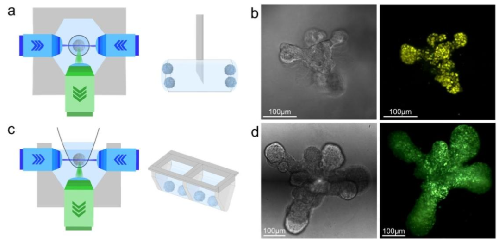 图 1：光片荧光显微镜(LSFM)原理与两种成像 setup