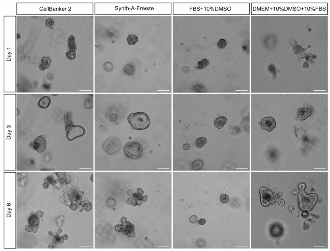 图 2：不同冻存液对乳腺类器官复苏后形态的影响