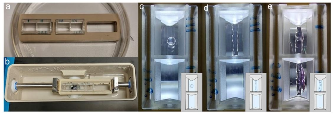 图 4：倒置 LSFM 的样本 mounting 步骤