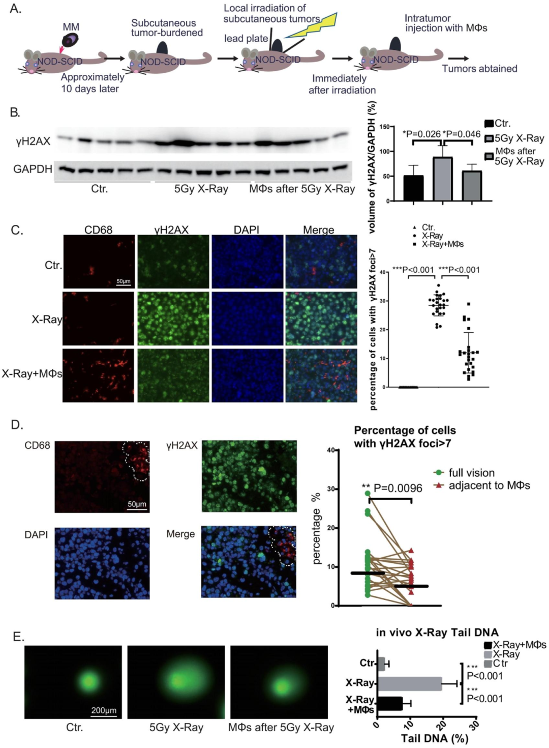 图2：MΦs 体内促进 MM 细胞 DSB 修复