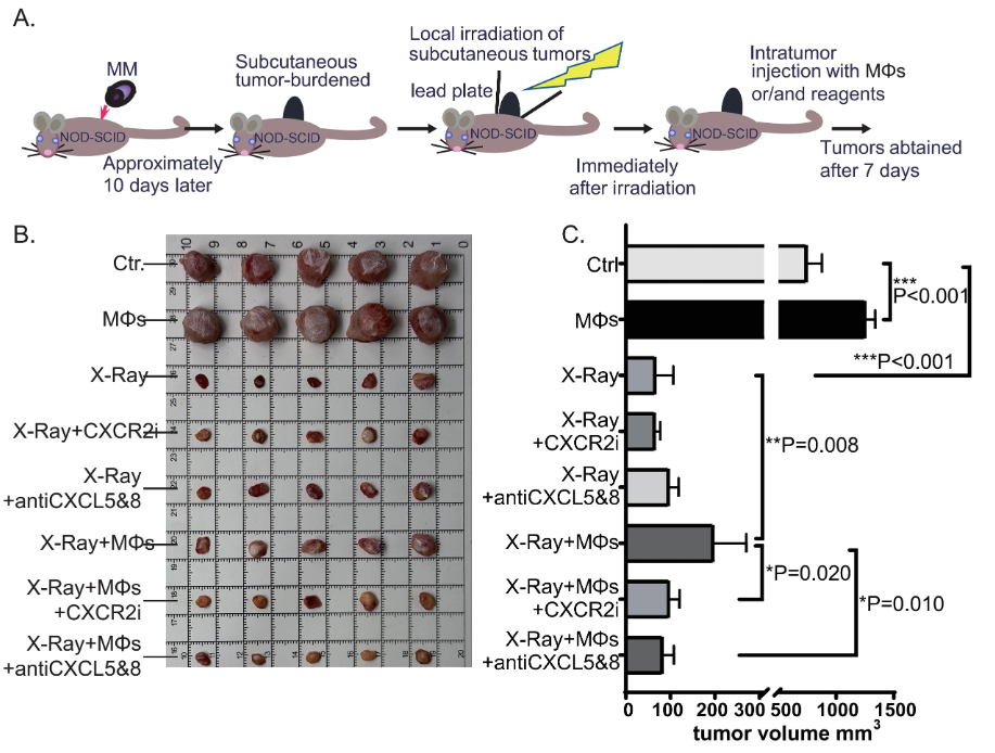 图4：干扰 CXCL5/8-CXCR2 轴抑制 MΦs 体内保护 MM 细胞的作用