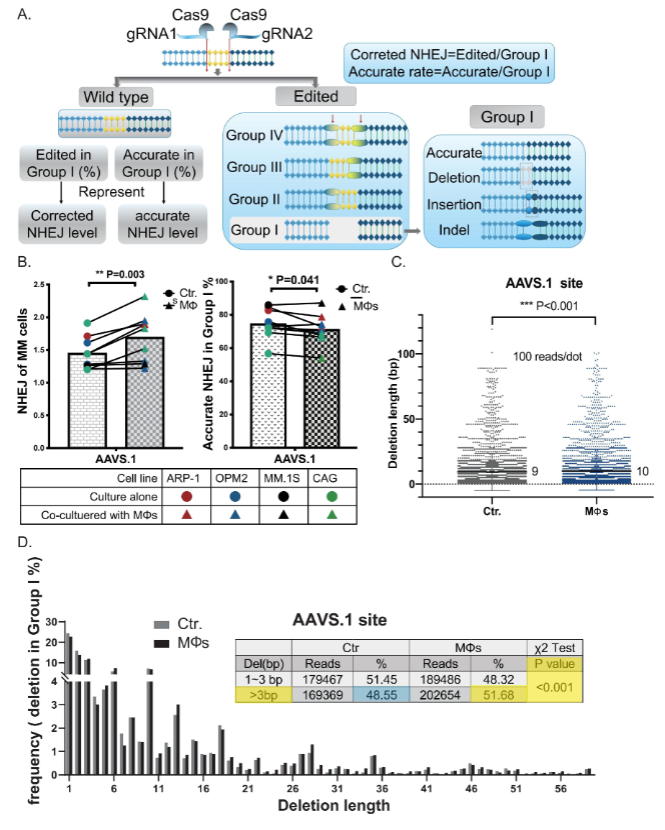 图5：MΦs 体外促进 MM 细胞致突变 NHEJ 修复