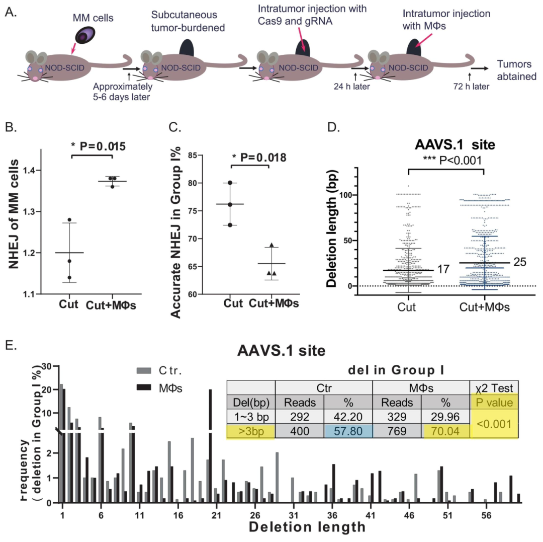 图6：MΦs 体内促进 MM 细胞致突变 NHEJ 修复