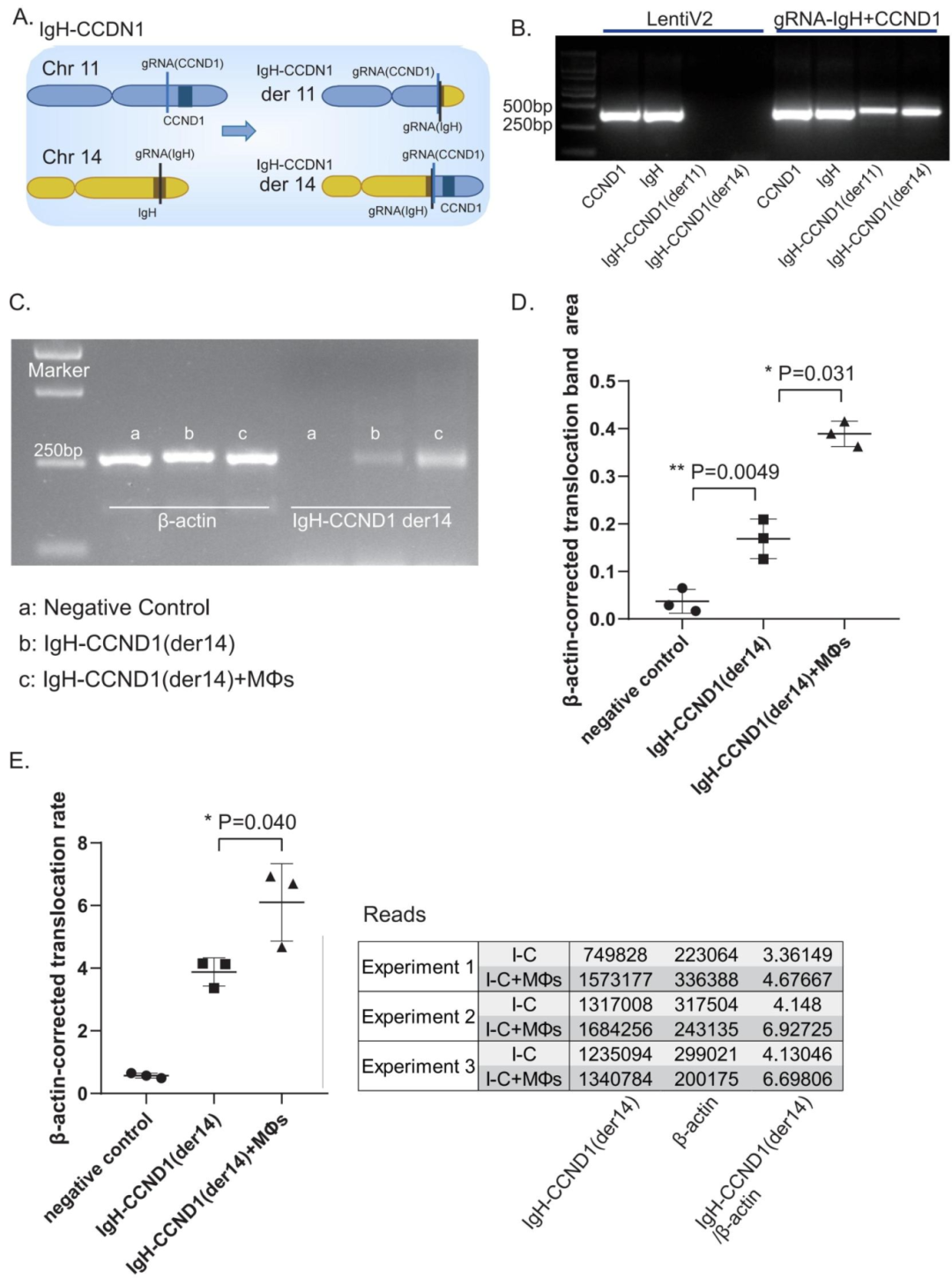 图7：MΦs 促进 MM 细胞 IgH-CCND1 染色体易位