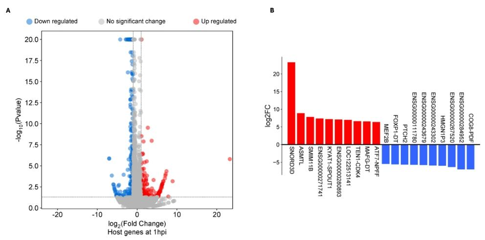 图1:1hpi 时 ECS 细胞的差异表达基因(DEGs)
