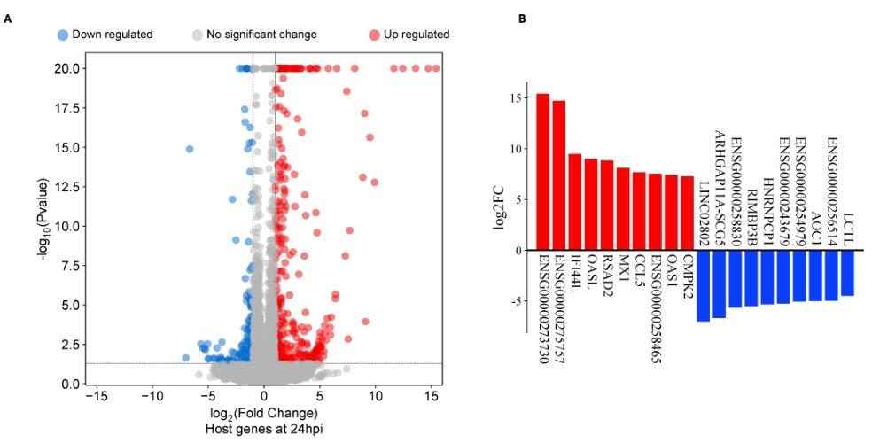 图2:24hpi 时 ECS 细胞的差异表达基因(DEGs)