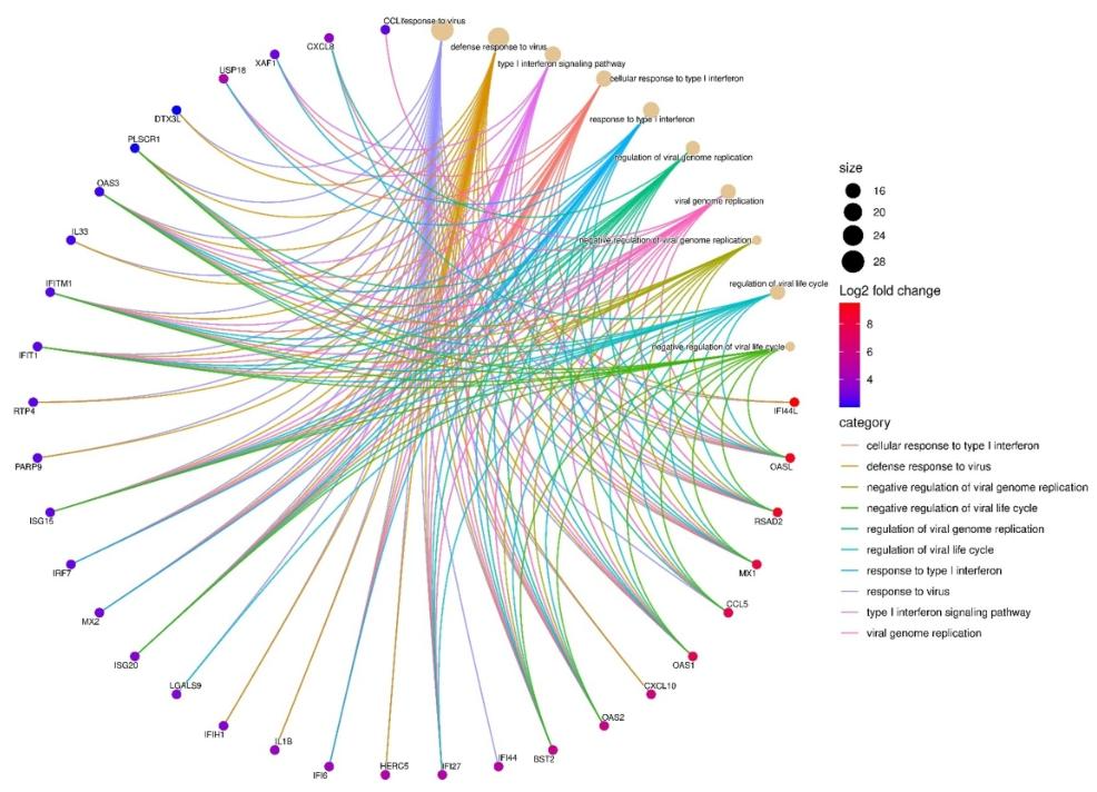 图3:24hpi 时 ECS 细胞的富集生物学过程