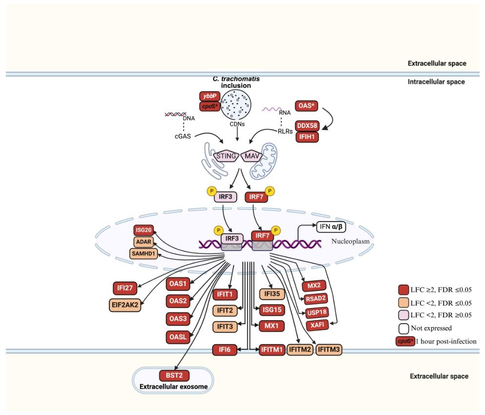 图4:ECS 细胞中 cGAS-STING 与 RLR-MAV 通路的激活情况