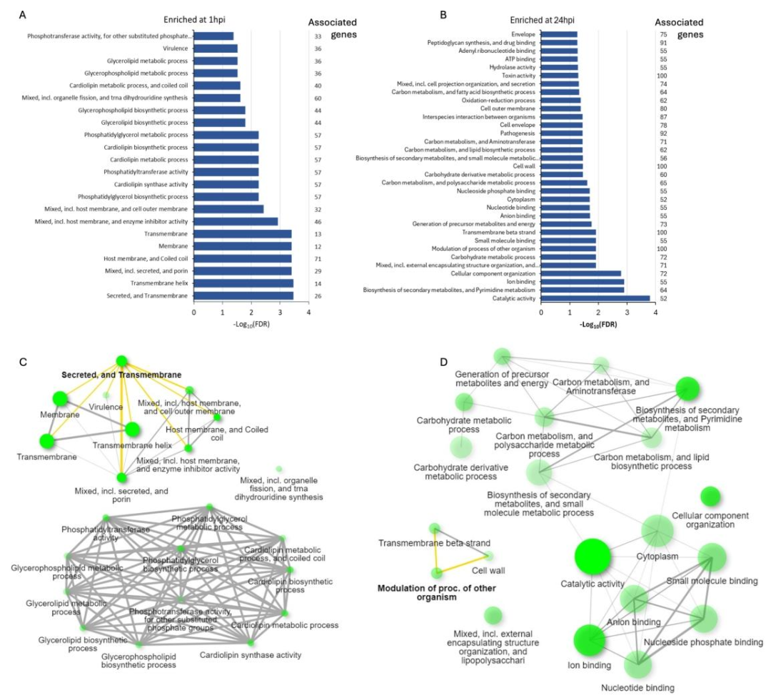 图6:Ct 差异表达基因的富集通路