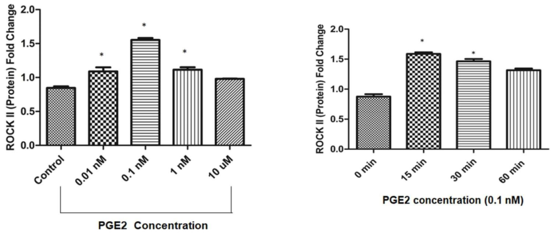 图2:PGE₂以剂量和时间依赖方式诱导 ROCK II 表达