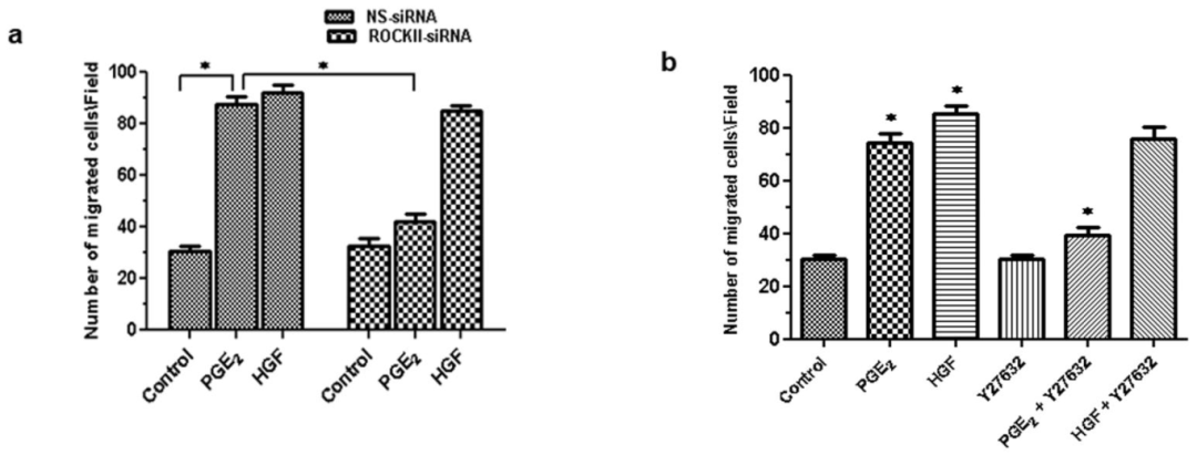 图3:ROCK II 是 PGE₂诱导 HBECs 迁移的关键分子