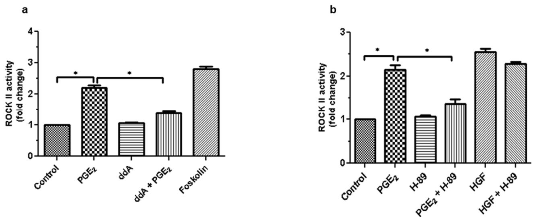 图4:PGE₂诱导 ROCK II 激活依赖 cAMP-PKA 轴