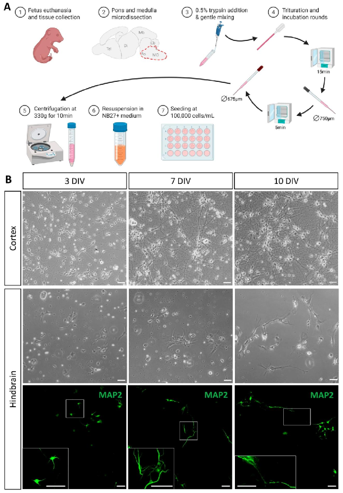 图1:后脑神经元培养流程与细胞形态动态