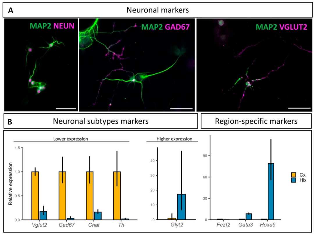 图2:后脑神经元亚型鉴定