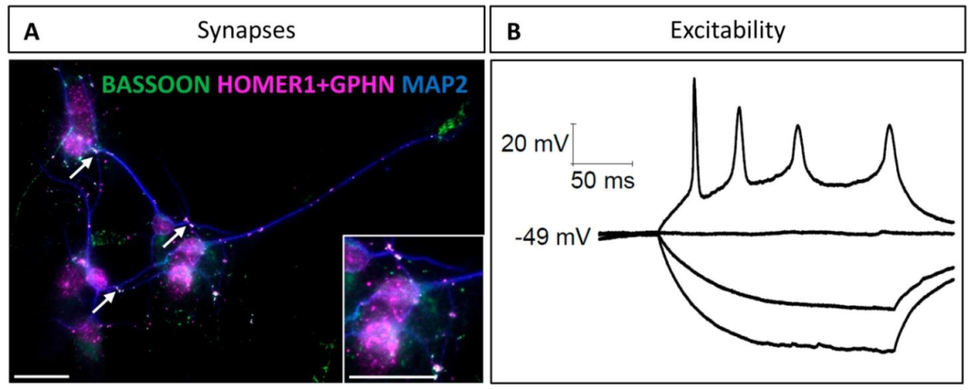 图3:神经元突触形成与兴奋性验证