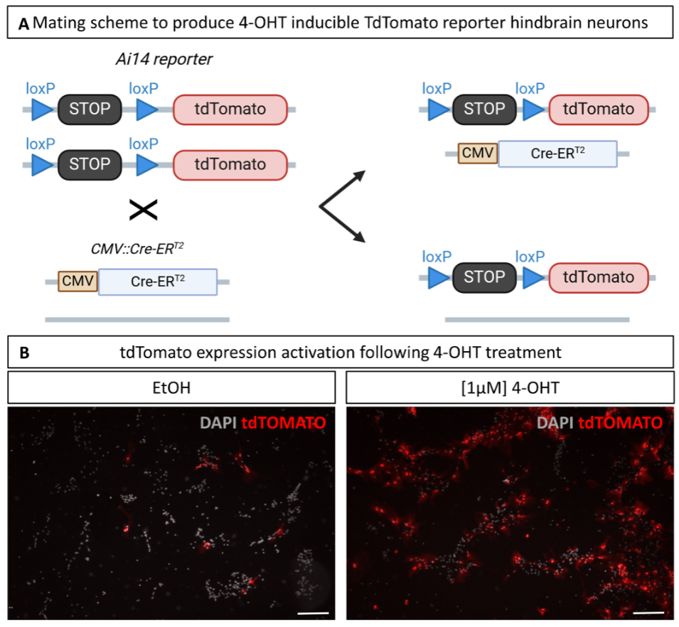 图6:转基因后脑神经元的 Cre 重组效率
