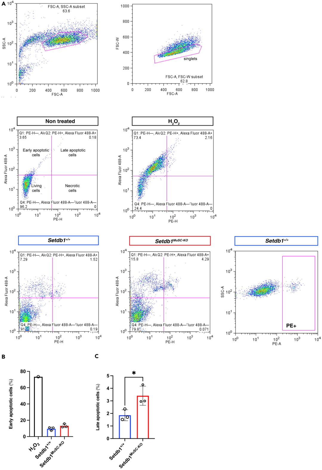 图3:MuSCs 细胞死亡的流式分析