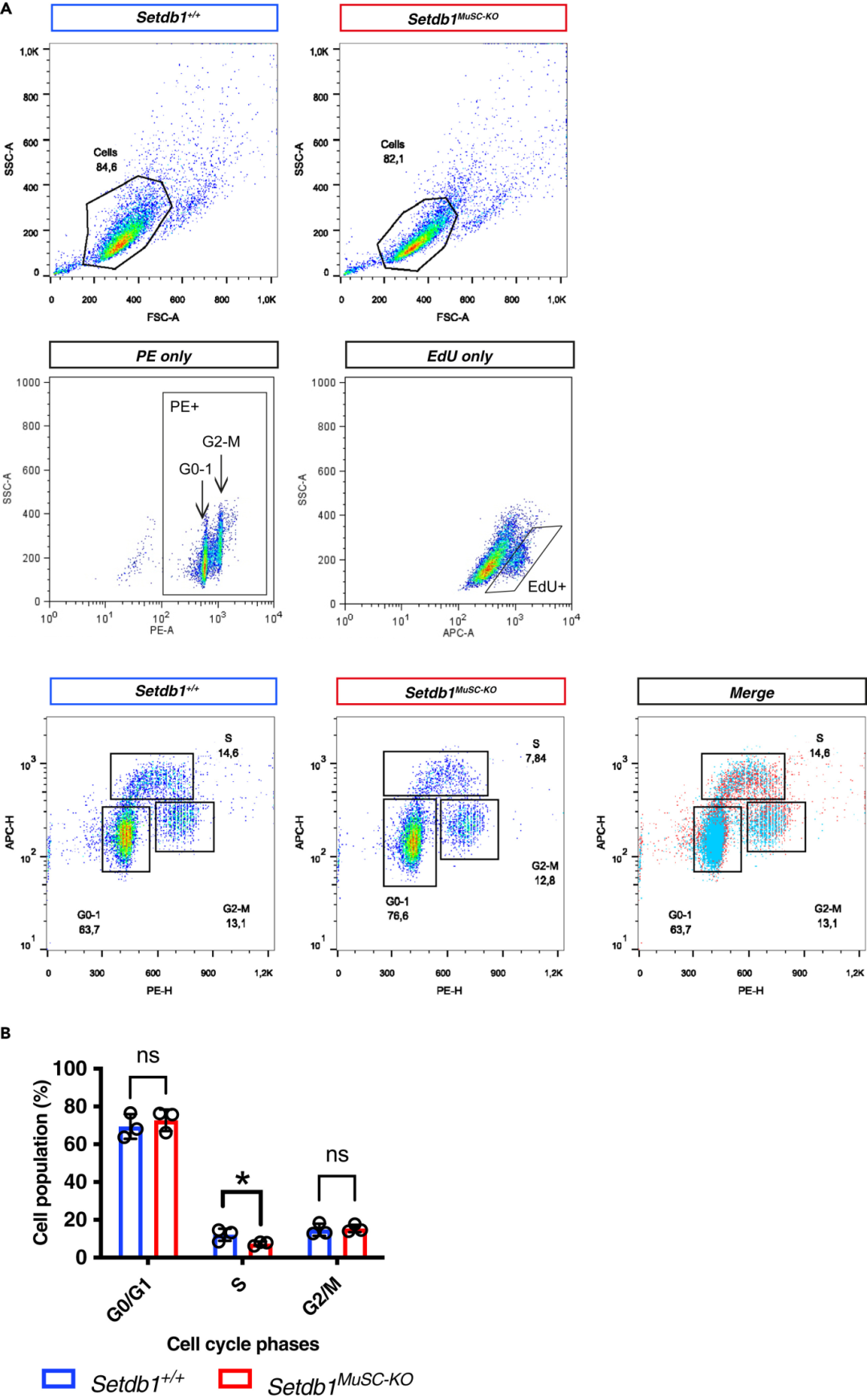 图4:MuSCs 细胞增殖的流式分析
