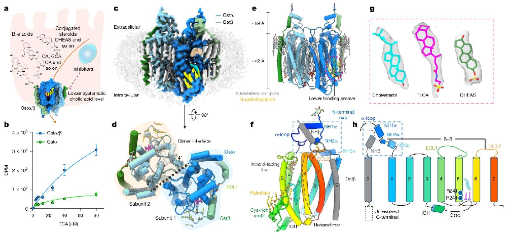 图1：人源 Ostα/β 异源二聚体的结构示意图