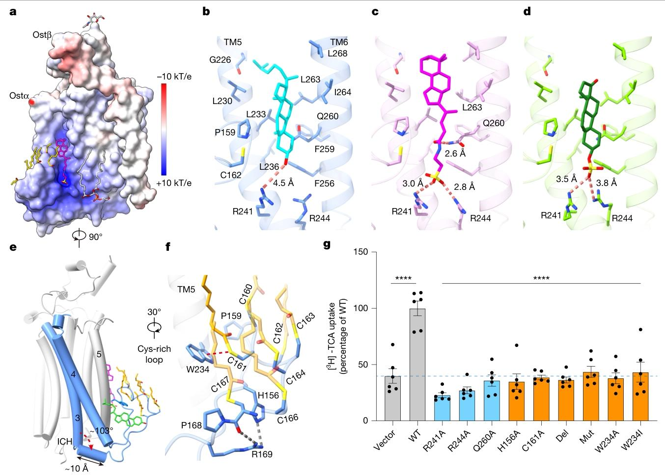图2：Ostα/β 的底物结合凹槽