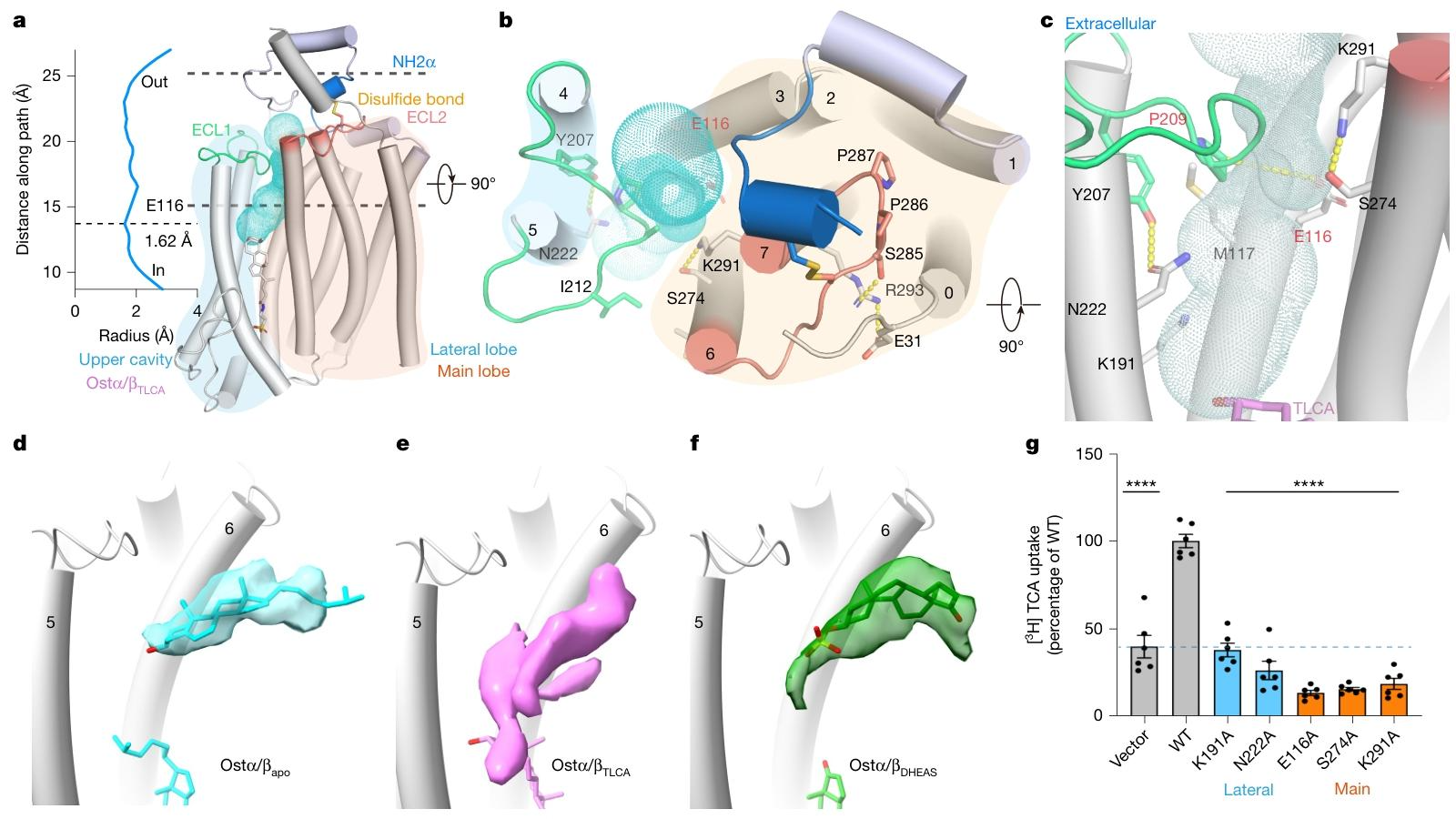 图3：细胞外侧面的溶剂可及通道