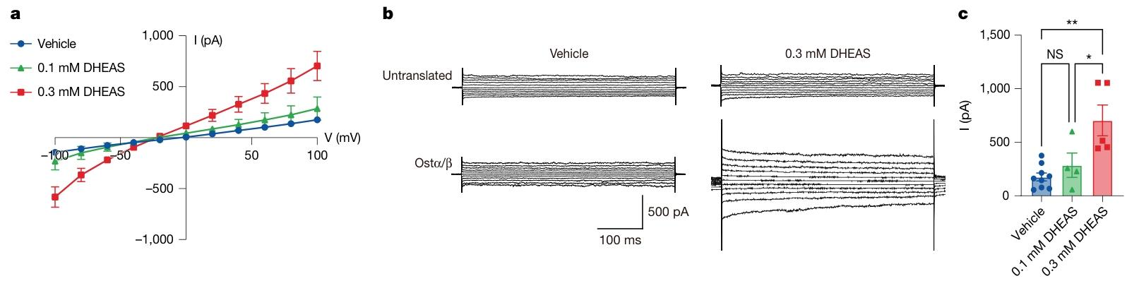 图4：Ostα/β 的电压依赖性转运特性