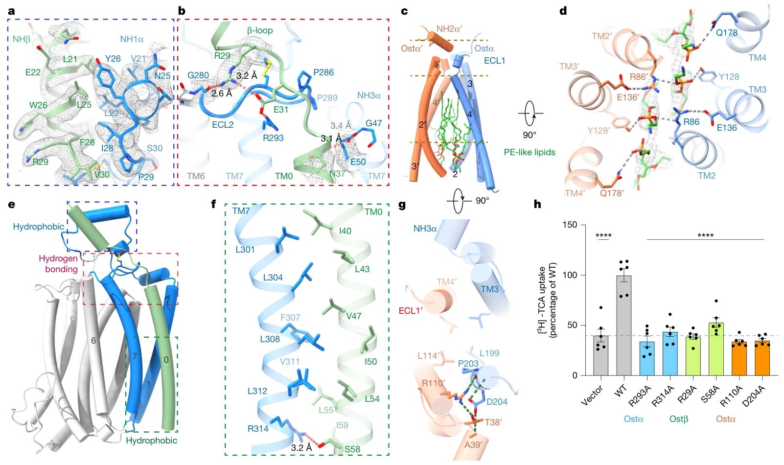 图5：介导异源二聚体形成的关键相互作用