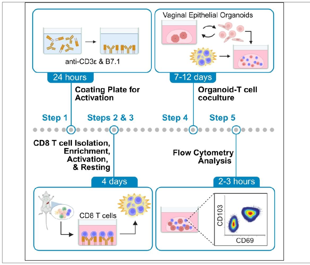 小鼠阴道上皮类器官与 CD8 T 细胞共培养诱导驻留记忆 T 细胞分化的实验方案