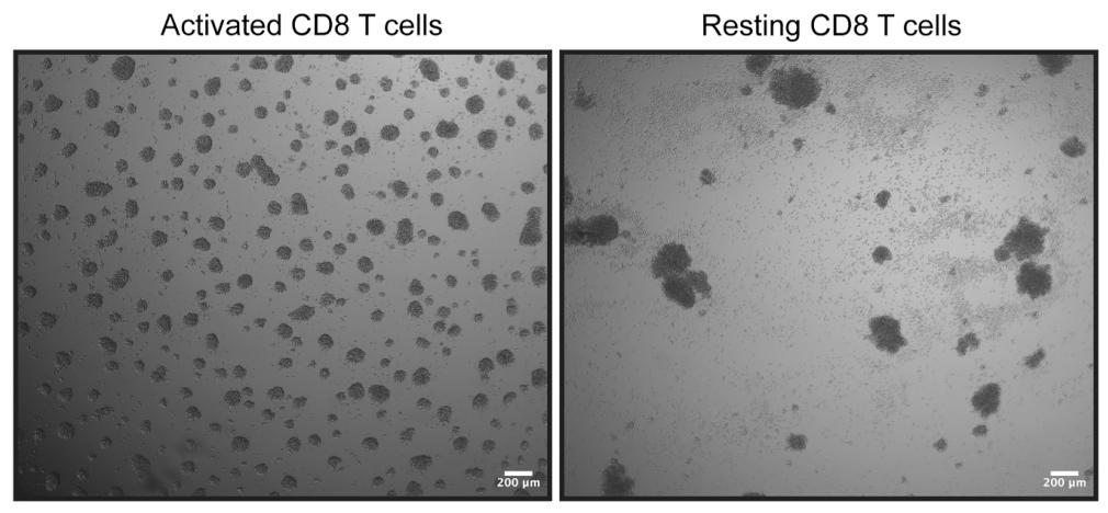图 1：CD8 T 细胞激活与静息的形态对比