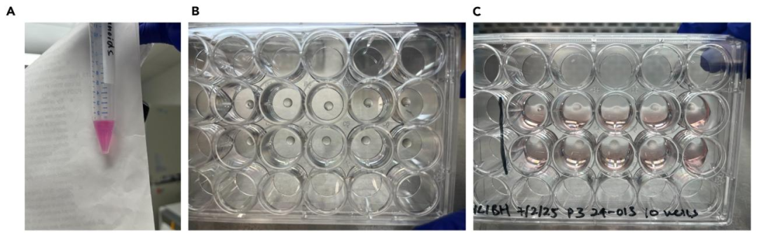 图 2：BME 包裹 VEO 单细胞的共培养接种过程