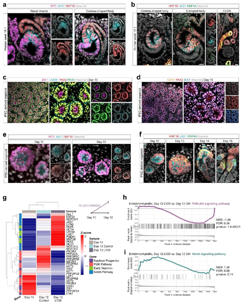 图 1：体内外近端肾单位发育的形态与转录对比
