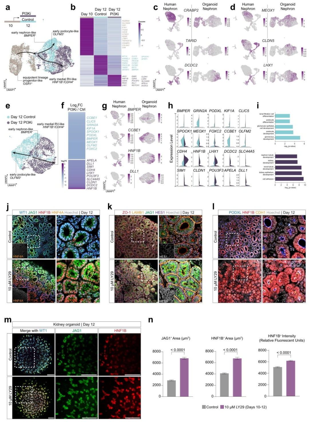 图 2：PI3K 抑制引导类器官向近端小管命运转变