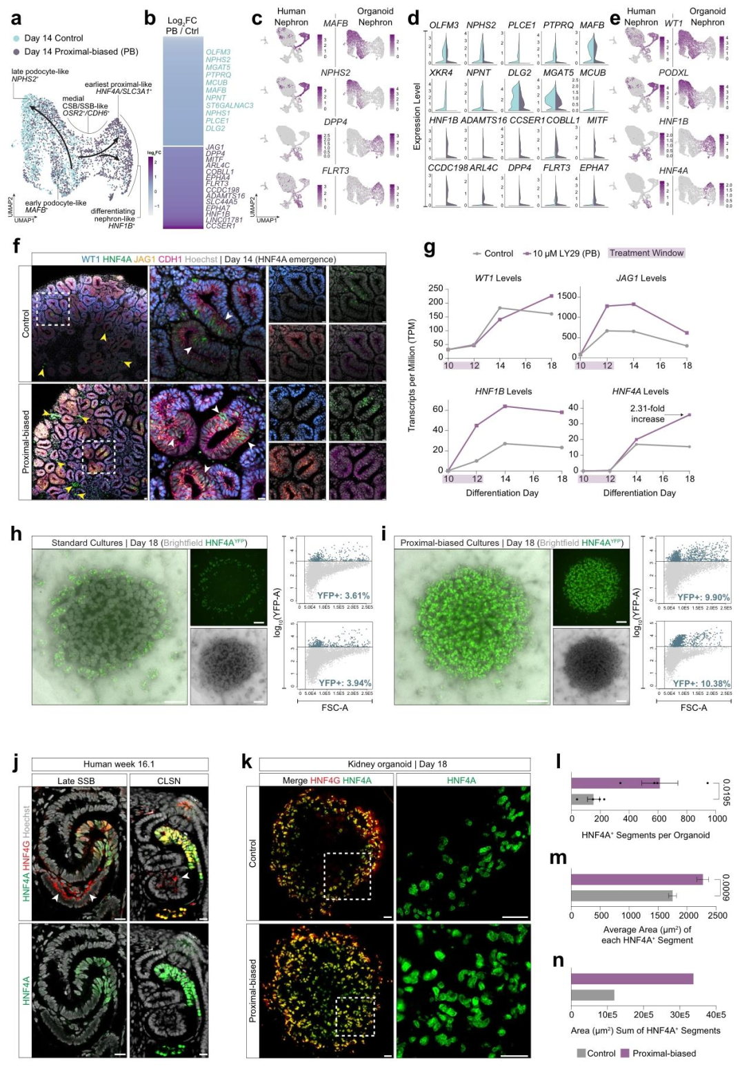 图 3：PB 类器官的近端小管分化与成熟
