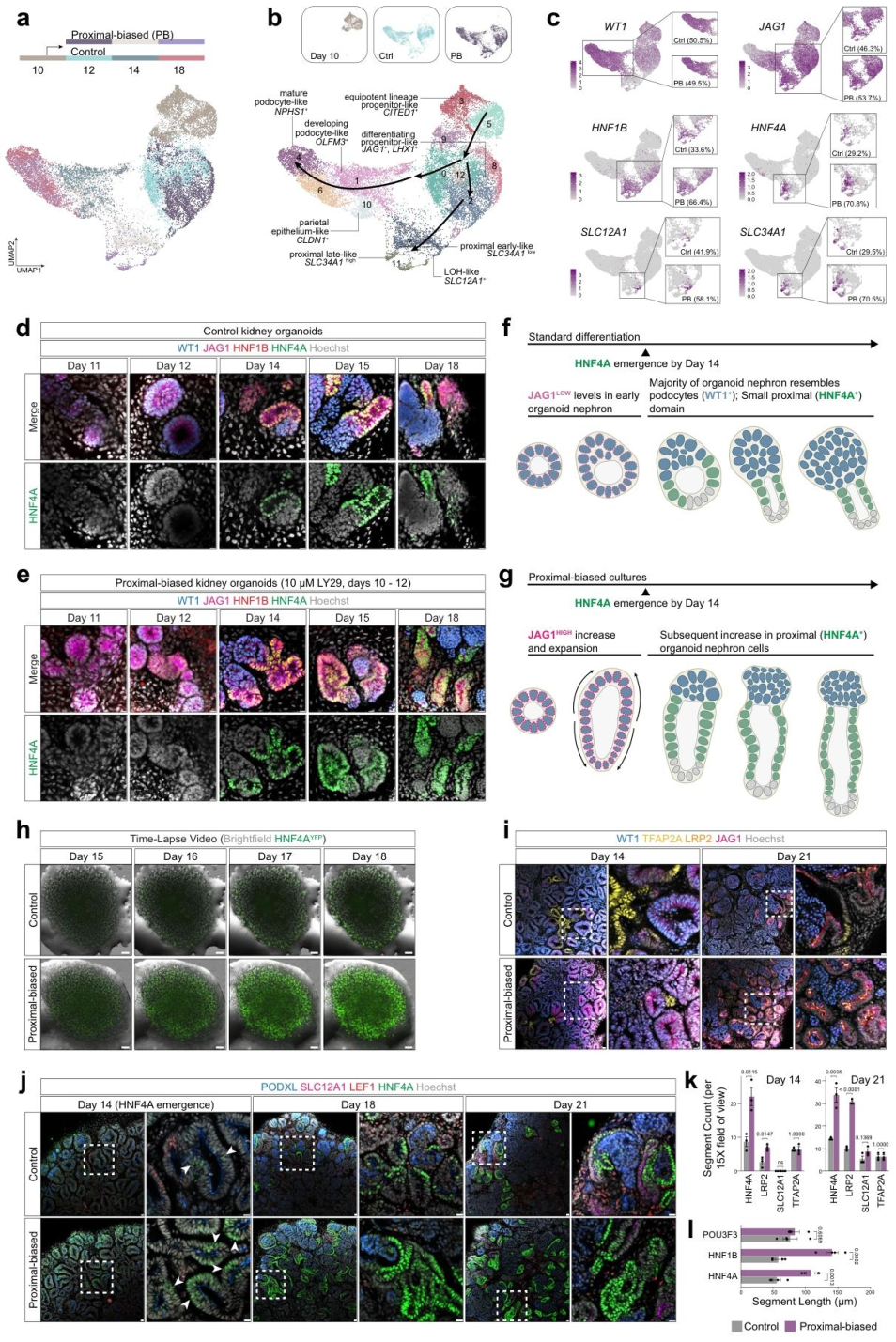 图 4：PB 类器官的 nephron 分段与转录特征