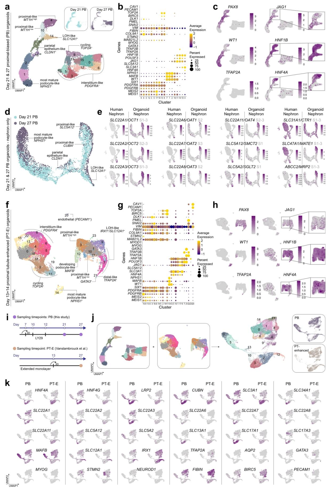 图 5：PB 类器官与 PT-E 类器官的转录对比