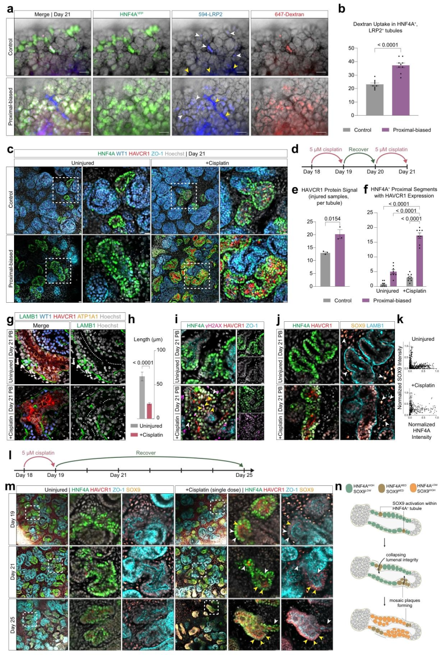 图 6：PB 类器官的功能与损伤响应