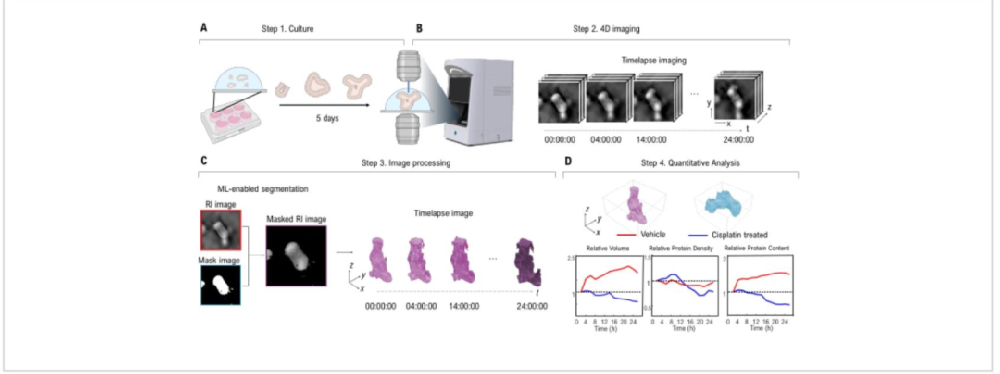 图 1：小肠类器官 4D 成像与定量分析 workflow